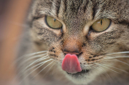 一只蓬松的纯种猫的肖像高清图片