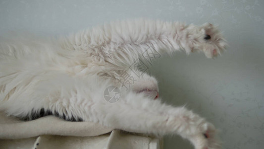 昏欲睡的白猫把它的爪子拉到躺在它背上的格子图片