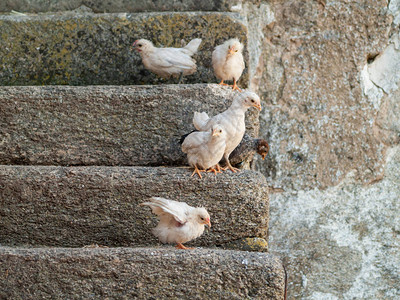 台阶上可爱的小鸡图片