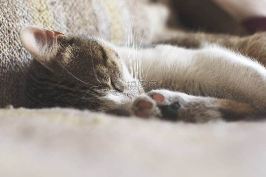 猫深地睡在床上特写图片