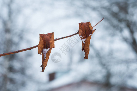 树枝上有两片干枯的叶子概念图片