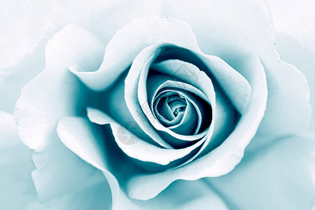 蓝色玫瑰花瓣的紧闭选择焦点抽象模背景图片