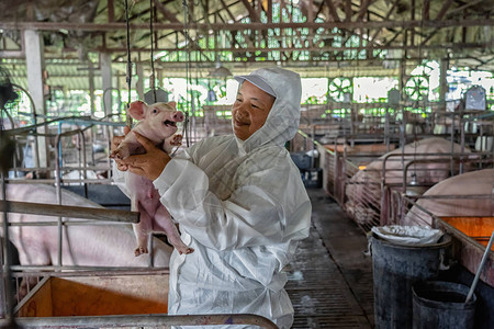 亚洲兽医在养猪场动物和养猪场工作和检图片