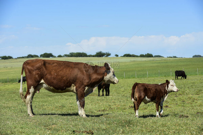 在拉潘帕省阿根廷农村吸牛和小图片