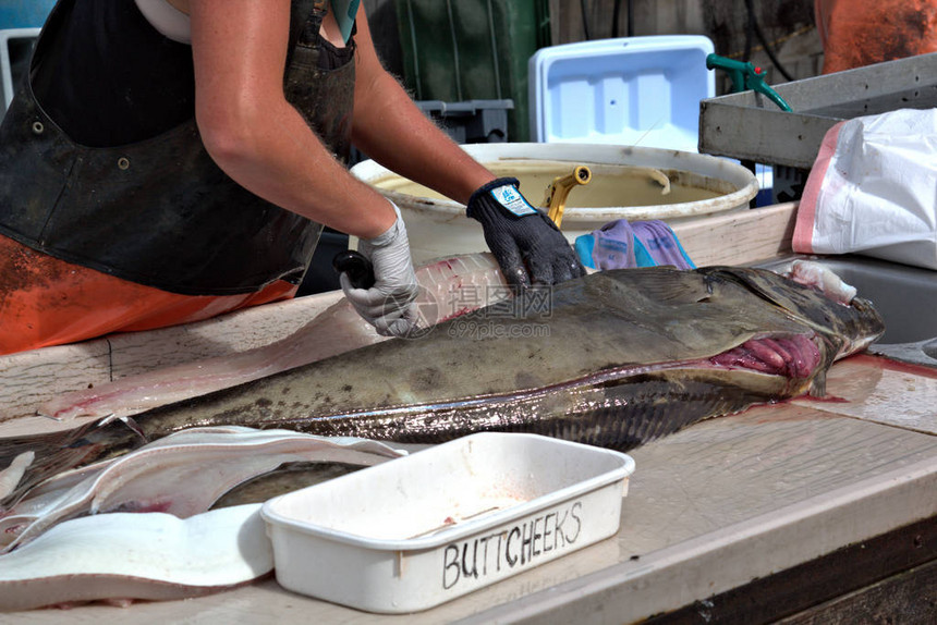 荷马阿拉斯加的商业活动清扫鱼和把新鲜鱼准备好图片