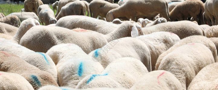 山中许多放牧羊群的背景图片