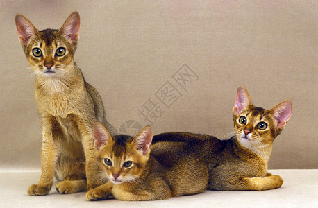 Abyssinian家猫图片