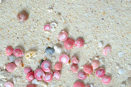沙子上粉色按钮蜗牛Umbium图片