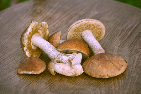 牛肝菌食用菌木制背景上的蘑菇图片