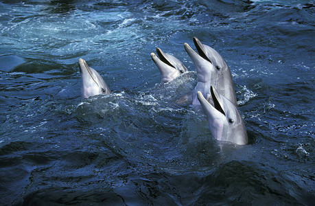 宽吻海豚图片