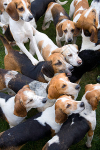 一小群警觉等待的小猎犬图片