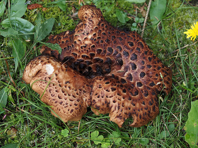 Pleuratusostreatuts蘑菇图片
