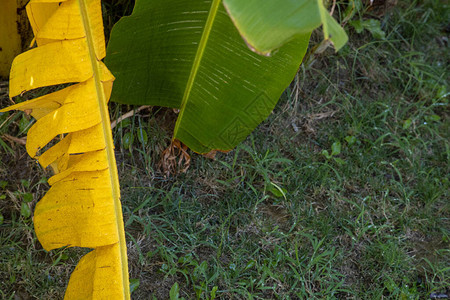 香蕉棕榈树叶雨滴在树叶上图片