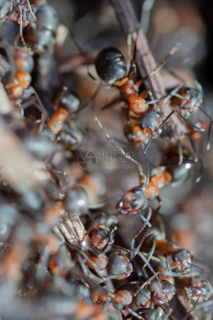 蚂蚁山红林蚂蚁近距离接近红蚁图片
