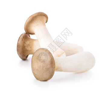 King牡蛎蘑菇Pleurotuserenngii白底孤立于白底图片