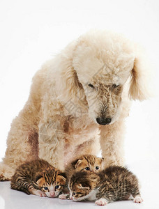 棕色小猫和狗在白色图片