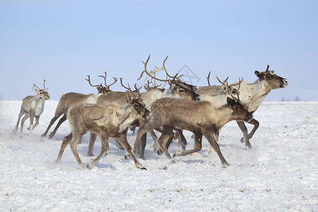 在冬天放牧的驯鹿图片