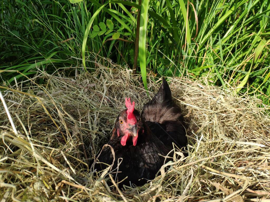 母鸡在窝里孵蛋干草窝上的黑鸡图片