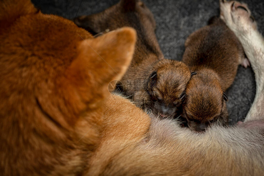 新生ShibaInu小狗的特写镜头日本柴犬美丽的柴犬小狗颜色棕和妈1天大宝图片