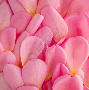 情人节日的美丽粉红玫瑰花瓣图片