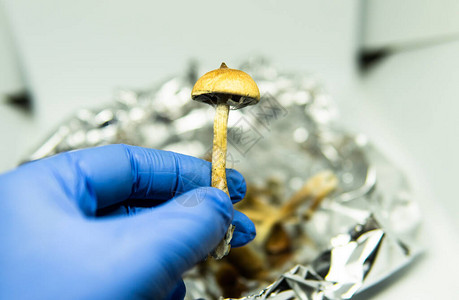 长生的圆柱菌蘑菇关于圆筒图片