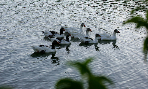 在尤纳波利斯市的ParqueGravata湖中可以看到鹅尤纳波利斯湖图片