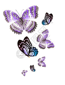 白色的飞行蝴蝶链图片