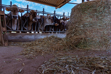 意大利农村场的奶牛图片