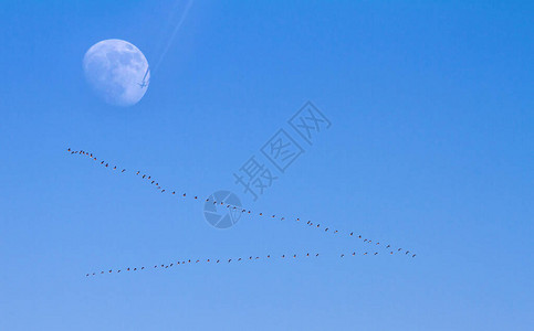 鸟群在冬天飞行图片