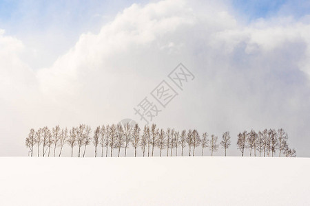 美丽的户外自然景观在日本北海道冬季的雪图片