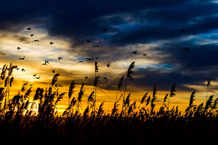 日落和飞鸟日落自然背景背景图片