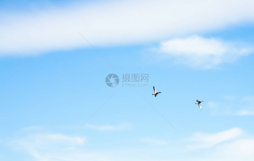蓝天翱翔的候鸟剪影图片