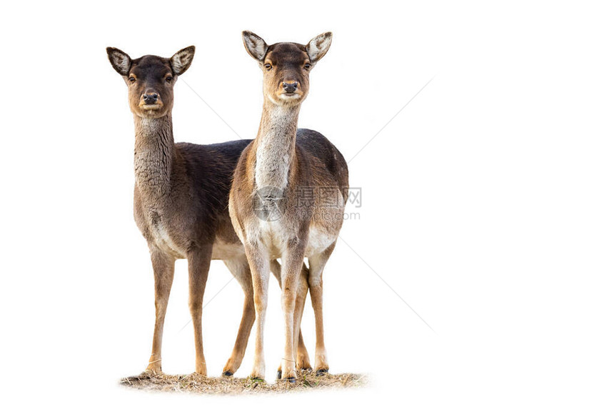 两只小鹿图片