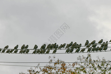 一群椋鸟坐着一群椋鸟坐在电线上图片