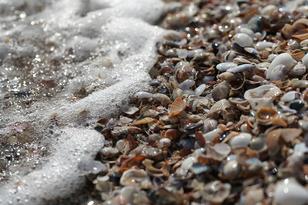 彩色贝壳与海岸背景上的海滩波浪图片