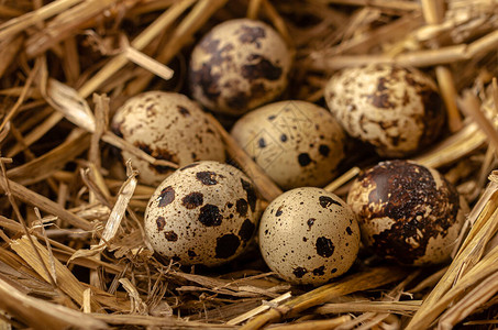 由干草和维基篮子组成的巢中的鸡蛋自制农产图片