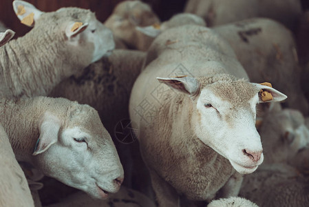 法国羊群在畜牧农场和家畜饲养概念图片