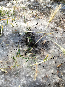 动物世界授粉粒浓度高送餐服务蚂蚁用花粉粒覆盖的蚁丘图片