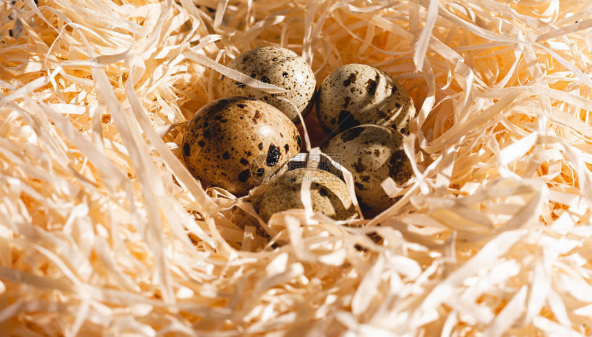 巢穴里有一群近身的蛋鸟蛋窝图片