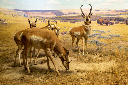 美国自然历史博物馆北美哺乳动物馆的叉角西洋镜背景图片