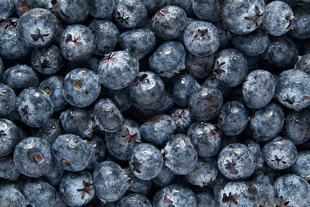 有机蓝莓背景新鲜的越橘从新鲜采摘的蓝莓的背图片