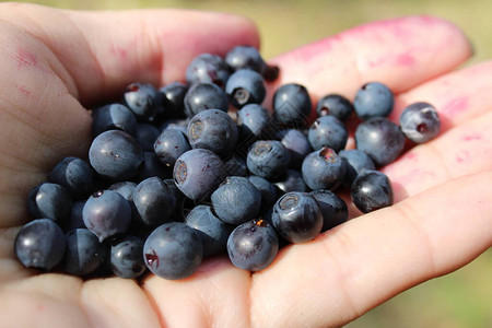 棕榈手握的蓝莓或蓝莓闭上果汁大会采图片