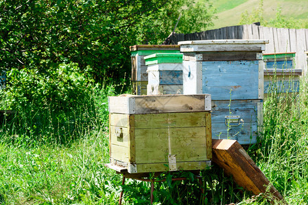 蜜蜂作为生产蜂蜜的家庭聚居地使用的木制蜂窝和涂漆图片