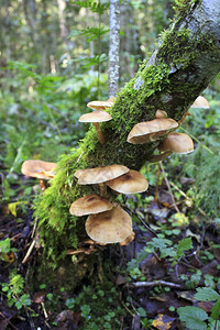 蜂蜜蘑菇Armillariellamellea生长在一棵苔图片