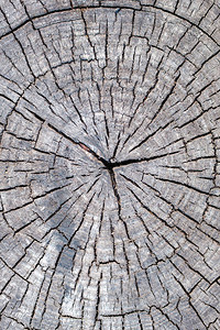 树木根切片的柱形垂直纹理从树中心到边图片