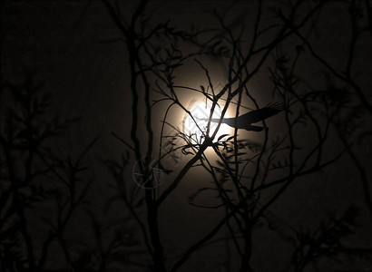 晚上在树上看到的月亮图片