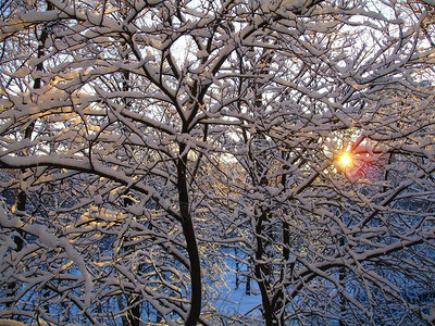 冬天的树枝在圣诞节的日落图片