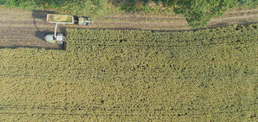 玉米作物收获季图片