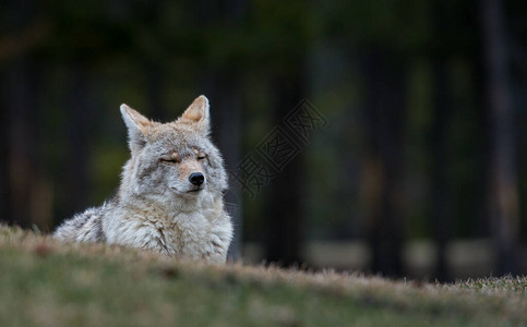 野外的郊狼自然动物群图片