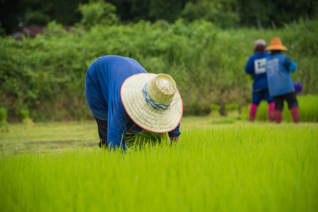 农民在雨季种植水稻图片